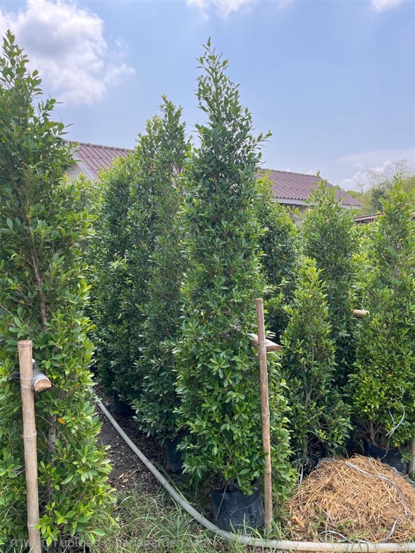 ไทรเกาหลี | ณัฐพลพันธุ์ไม้ -  ปราจีนบุรี