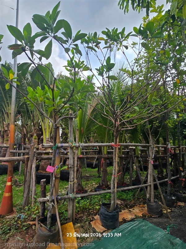 โซ่ทองคำ2" | สวนป้านิตย์ ปราจีนบุรี - เมืองปราจีนบุรี ปราจีนบุรี