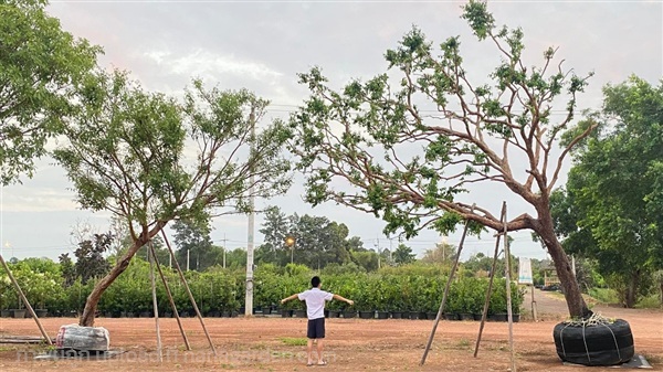  ต้นเสม็ดแดง ความงดงามที่ลงตัว คู่ละ 55000 บาท | khonkaimai -  ปราจีนบุรี