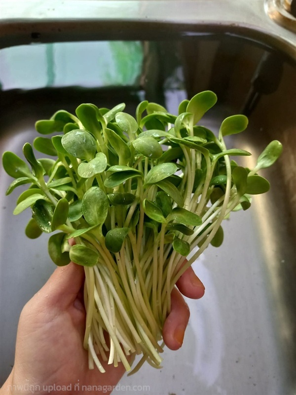 ต้นอ่อนทานตะวัน | แอมไมโครกรีน (AMMicrogreens) -  เชียงใหม่