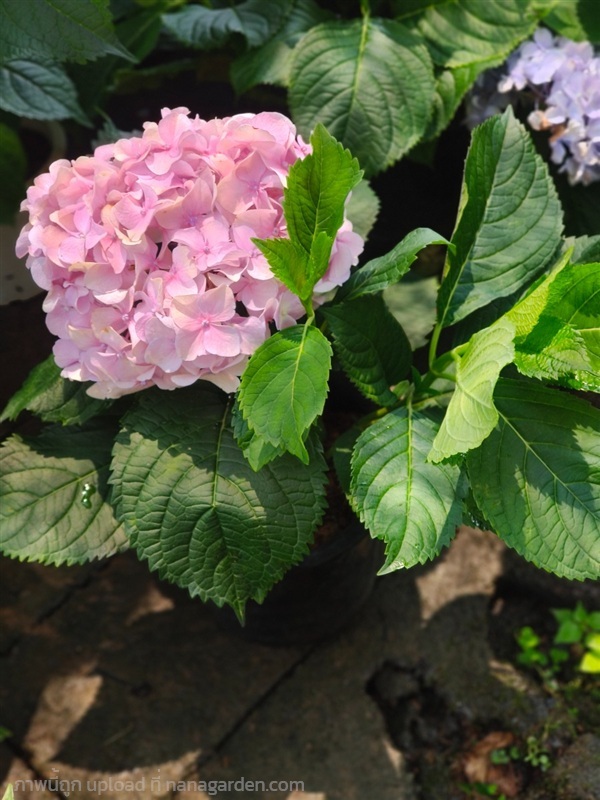 ต้นไฮเดรนเยีย | สวนสุชาติพันธุ์ไม้2คลอง15 - องครักษ์ นครนายก