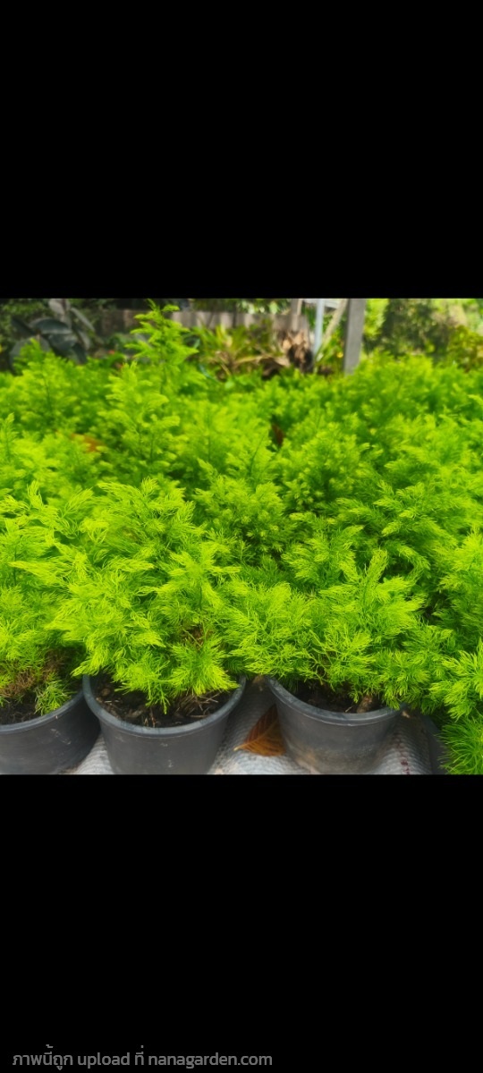 ต้นปริกน้ำค้าง | พิชญา ว่าน- สมุนไพร - คลองสามวา กรุงเทพมหานคร