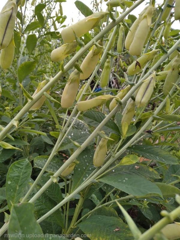 เมล็ดพันธุ์ รางจืด ซองละ 29บาท มีประมาณ 15 เมล็ด   | เจซีฟาร์ม - เวียงชัย เชียงราย