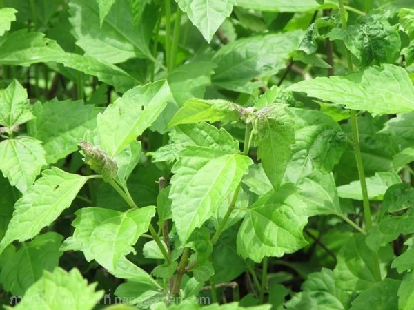 ต้นพันธุ์  ต้นสาบเสือ ถุงดำพร้อมปลูก  30  บาท  | เจซีฟาร์ม - เวียงชัย เชียงราย