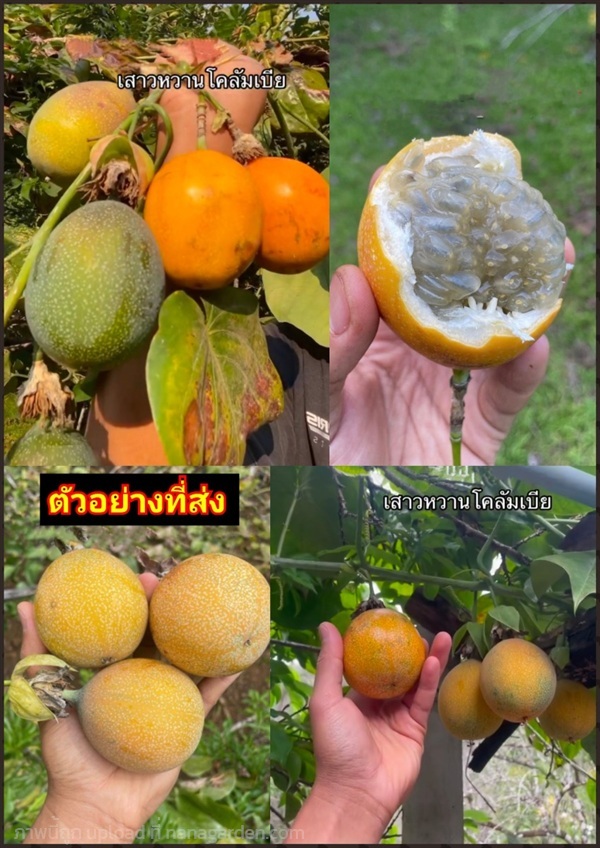 ผล เสาวรส ผลเสาวรส โคลัมเบีย  Sweet Granadilla  | Shopping by lewat - เมืองมหาสารคาม มหาสารคาม