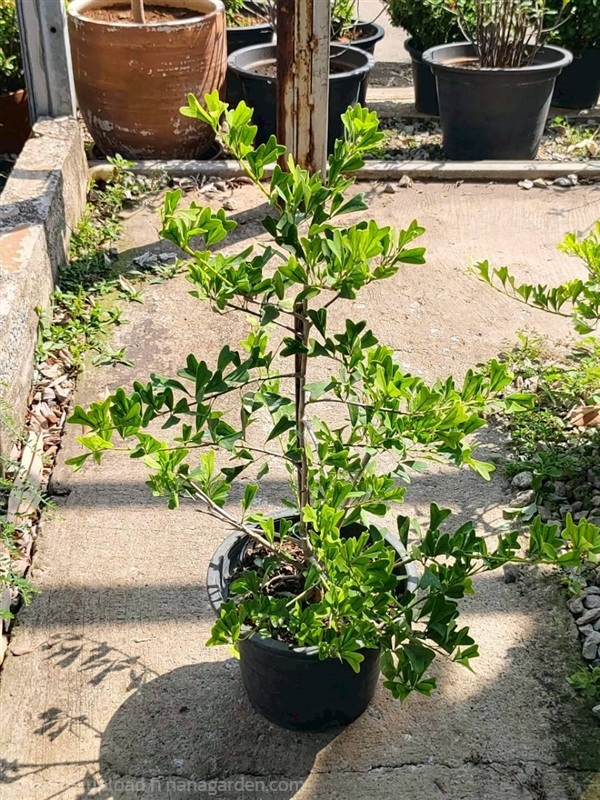 หัวใจทศกัณฐ์ หนวดปลาหมึกใบหัวใจ  | บริษัท การ์เด้น เซ็นเตอร์ จำกัด - สวนหลวง กรุงเทพมหานคร