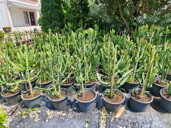 สลัดไดแดง 10 นิ้ว  | บริษัท การ์เด้น เซ็นเตอร์ จำกัด - สวนหลวง กรุงเทพมหานคร