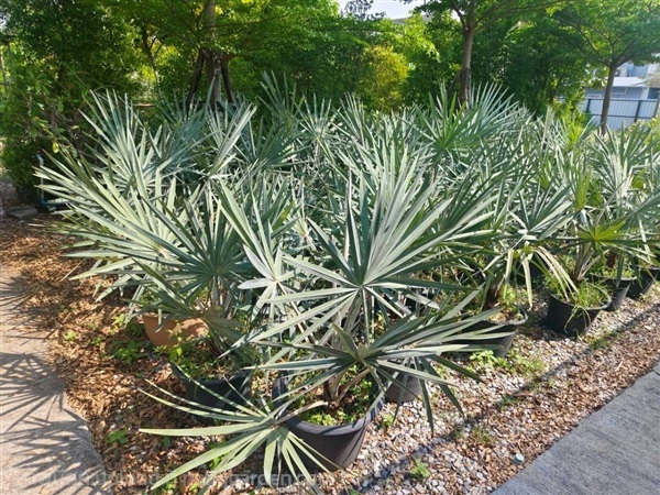 ตาลฟ้า | บริษัท การ์เด้น เซ็นเตอร์ จำกัด - สวนหลวง กรุงเทพมหานคร