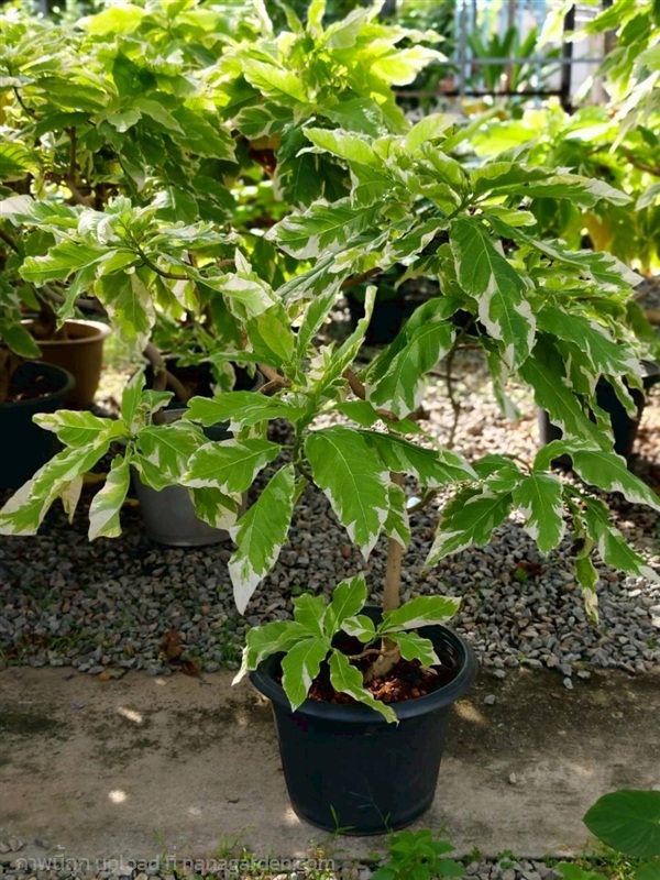 แสงจันทร์ด่าง | บริษัท การ์เด้น เซ็นเตอร์ จำกัด - สวนหลวง กรุงเทพมหานคร