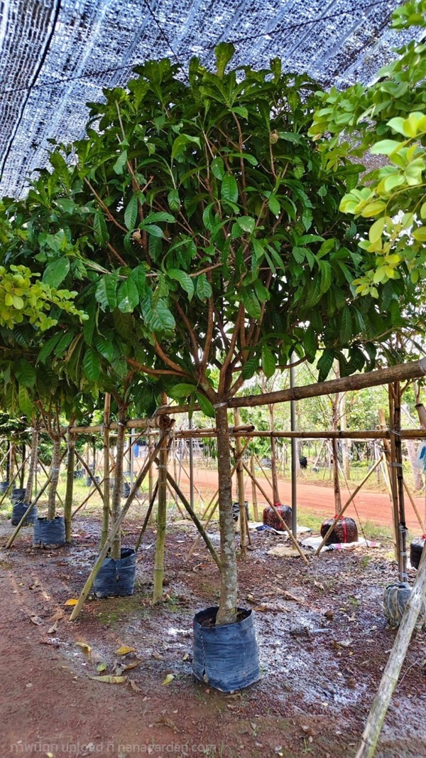 ต้นบัวสวรรค์ | สวนพร้อมพันธุ์ไม้ -  ปราจีนบุรี