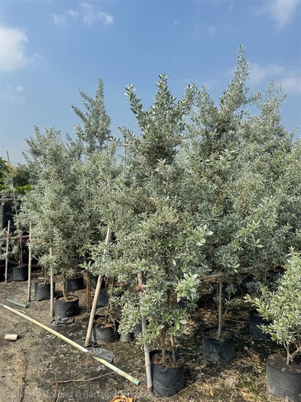 ต้นกระดุมไม้ใบเงิน ความสูง 2 เมตร ขนาดถุง 10 นิ้ว | สวนปิยะวัฒน์พันธ์ไม้ - องครักษ์ นครนายก