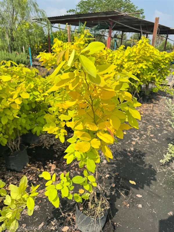 ต้นทองนพเก้า ต้นชะแมบทอง ถุง 8 นิ้ว ความสูง 1 เมตร | สวนปิยะวัฒน์พันธ์ไม้ - องครักษ์ นครนายก