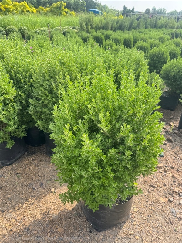 ต้นนีออนเขียว ถุง 10นิ้ว ความสูงต้น 50 เซนติเมต | สวนปิยะวัฒน์พันธ์ไม้ - องครักษ์ นครนายก