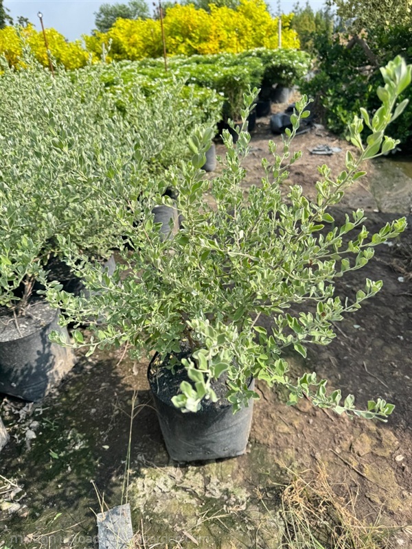 ต้นนีออนขาว ถุง 8 นิ้ว ความสูงต้น 40-45เซนติเมตร  | สวนปิยะวัฒน์พันธ์ไม้ - องครักษ์ นครนายก