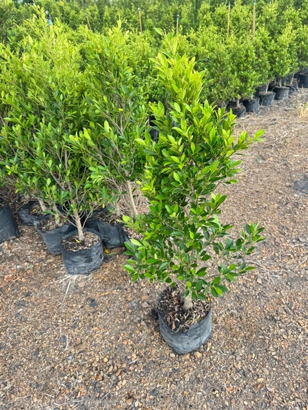 ไทรเกาหลี80-2เมตร  #ต้นไทรเกาหลี  ที่สวนปิยะวัฒน์ | สวนปิยะวัฒน์พันธ์ไม้ - องครักษ์ นครนายก