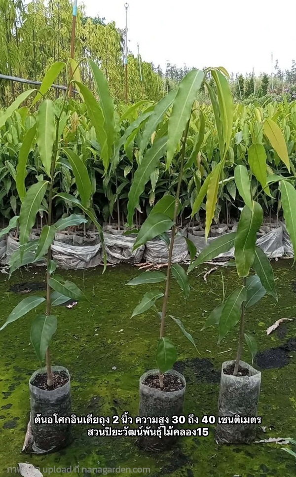 ต้นกล้าอโศกอินเดีย  ความสูงต้น 25 เซนต์ถึง 1 เมตร | สวนปิยะวัฒน์พันธ์ไม้ - องครักษ์ นครนายก