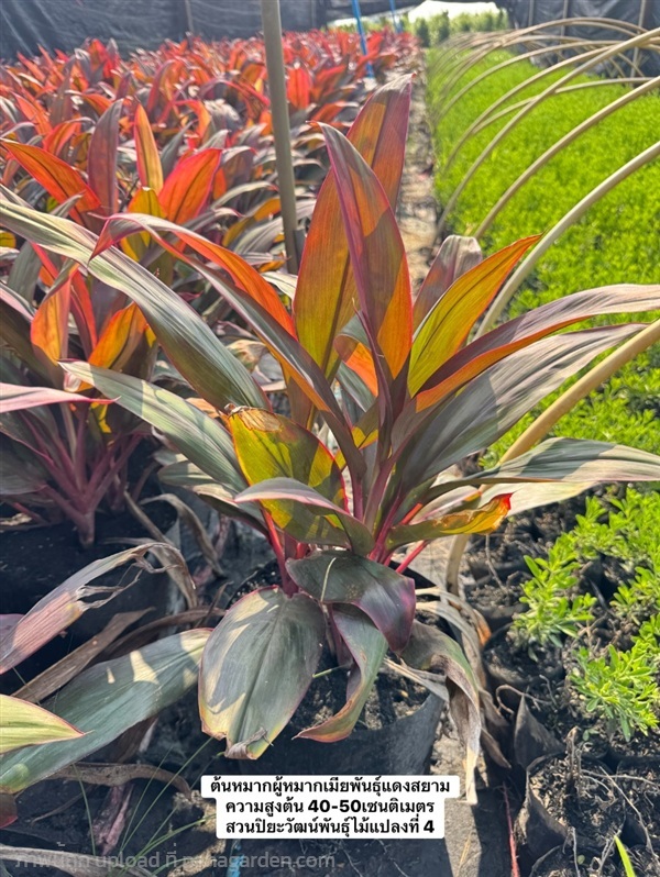 ต้นหมากผู้หมากเมียพันธุ์แดงสยาม ความสูงต้น 40-50ซม | สวนปิยะวัฒน์พันธ์ไม้ - องครักษ์ นครนายก