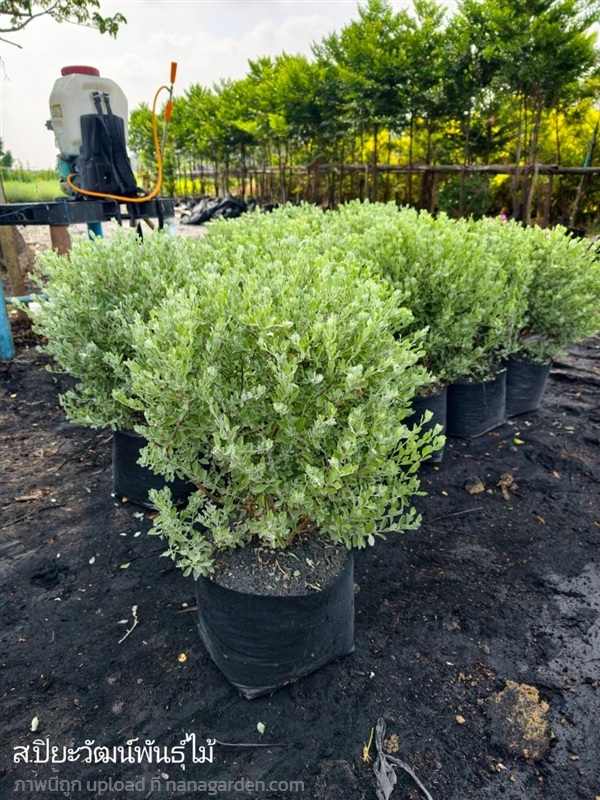 ต้นนีออนขาว พุ่ม ถุง 10 นิ้ว ความสูงต้น 50 ซม. | สวนปิยะวัฒน์พันธ์ไม้ - องครักษ์ นครนายก