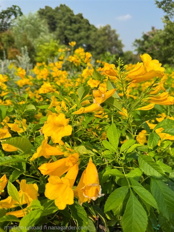 ต้นทองอุไร สูง 1 เมตร #สวนปิยะวัฒน์พันธุ์ไม้คลอง15 | สวนปิยะวัฒน์พันธ์ไม้ - องครักษ์ นครนายก