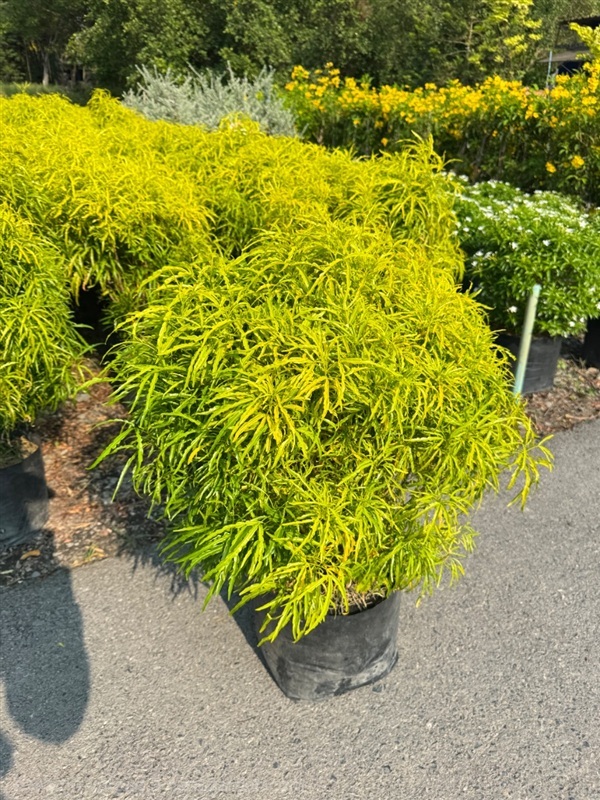 ต้นเล็บครุฑฝอยทองถุง 10 นิ้ว ความสูงต้น 55-60 ซม. | สวนปิยะวัฒน์พันธ์ไม้ - องครักษ์ นครนายก