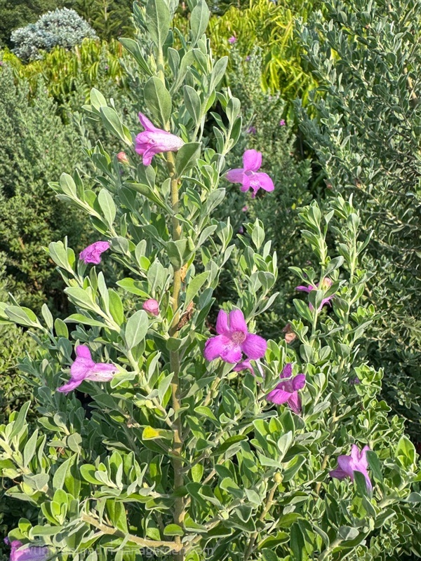  ต้นนีออนเขียว ถุง 10 นิ้วสูง 1 เมตร  | สวนปิยะวัฒน์พันธ์ไม้ - องครักษ์ นครนายก