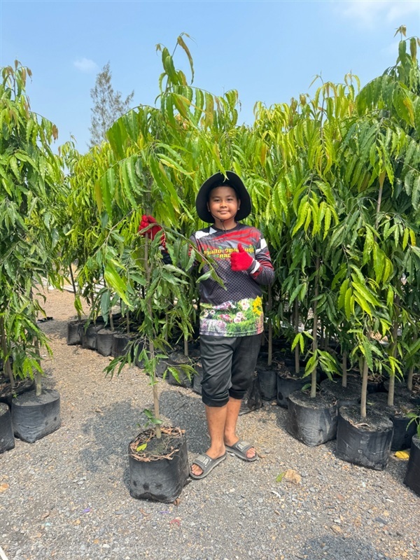 ต้นอโศกอินเดียความสูง 2 เมตรถุง 10 นิ้ว  | สวนปิยะวัฒน์พันธ์ไม้ - องครักษ์ นครนายก