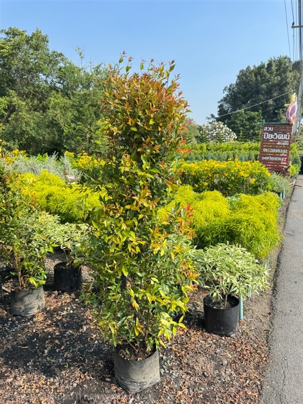 ต้นคริสติน่า ความสูง 1.5 เมตร ถุง 10 นิ้ว  | สวนปิยะวัฒน์พันธ์ไม้ - องครักษ์ นครนายก