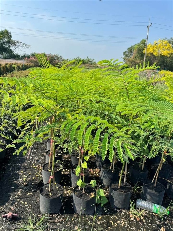 ต้นฉัตรพระอินทร์ ต้นกรด ต้นยีราฟ ความสูง 1-1.2เมตร | สวนปิยะวัฒน์พันธ์ไม้ - องครักษ์ นครนายก