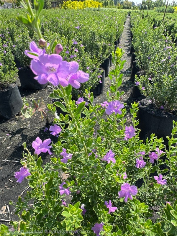 ต้นนีออนไต้หวัน ถุง 8 นิ้ว  ความสูงต้น 40-50ซม. | สวนปิยะวัฒน์พันธ์ไม้ - องครักษ์ นครนายก