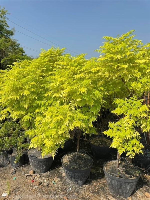 ต้นเกษมณีสีทอง  สวนปิยะวัฒน์ | สวนปิยะวัฒน์พันธ์ไม้ - องครักษ์ นครนายก