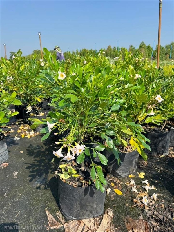 ต้นปีบยูนาน ถุง 8 นิ้ว  สวนปิยะวัฒน์พันธุ์ไม้ | สวนปิยะวัฒน์พันธ์ไม้ - องครักษ์ นครนายก