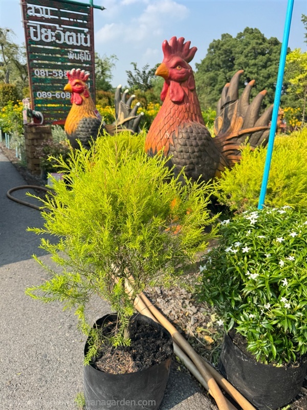 ต้นสนทอง ถุง 10 นิ้ว สวนปิยะวัฒน์พันธุ์ไม้ | สวนปิยะวัฒน์พันธ์ไม้ - องครักษ์ นครนายก