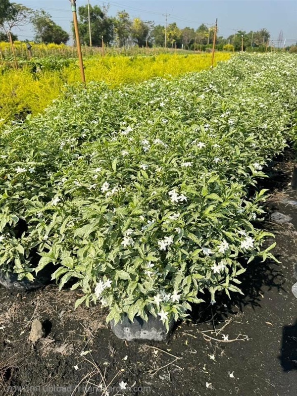 ต้นพุดเงิน ใหญ่ ถุง 10 นิ้ว  สวนปิยะวัฒน์พันธุ์ไม้ | สวนปิยะวัฒน์พันธ์ไม้ - องครักษ์ นครนายก