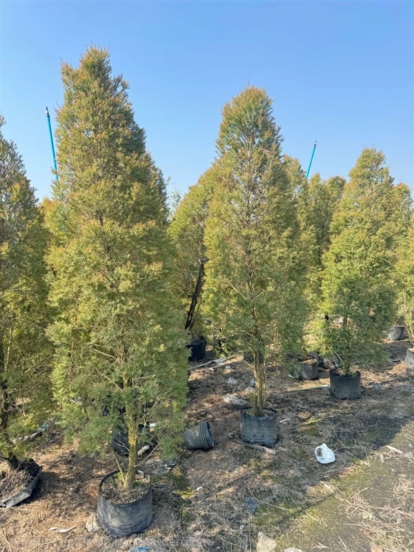 สนหอม สูง2เมตร  ถุง10นิ้ว สวนปิยะวัฒน์ | สวนปิยะวัฒน์พันธ์ไม้ - องครักษ์ นครนายก