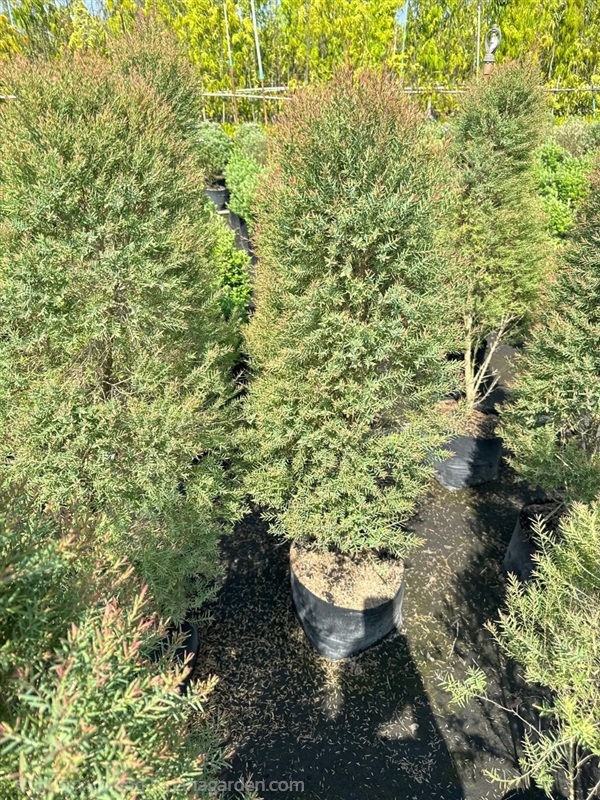 สนหอม ถุง10นิ้ว สูง1-1.1เมตร  #สนหอม   | สวนปิยะวัฒน์พันธ์ไม้ - องครักษ์ นครนายก