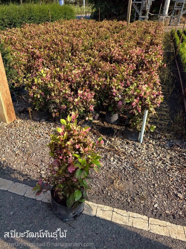 ต้นชบาแดง  ถุง8 นิ้ว สวนปิยะวัฒน์พันธุ์ไม้ | สวนปิยะวัฒน์พันธ์ไม้ - องครักษ์ นครนายก