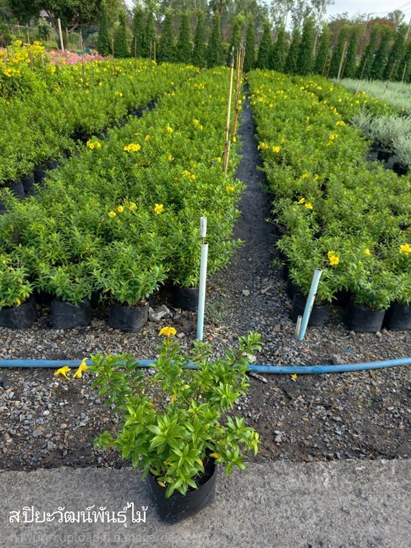 ต้นบานบุรีถุง 8 นิ้วสวนปิยะวัฒน์พันธุ์ไม้ | สวนปิยะวัฒน์พันธ์ไม้ - องครักษ์ นครนายก