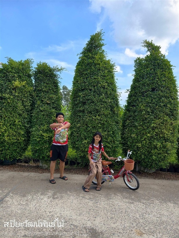 ต้นไทรเกาหลี พุ่มใหญ่มากๆ สูง 3 เมตร ถุง 12 นิ้ว  | สวนปิยะวัฒน์พันธ์ไม้ - องครักษ์ นครนายก