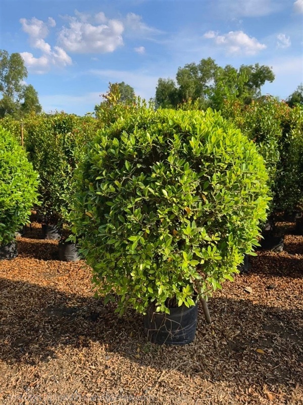 ต้นไทรเกาหลี  ถุง12นิ้ว สูง 1.2เมตร | สวนปิยะวัฒน์พันธ์ไม้ - องครักษ์ นครนายก