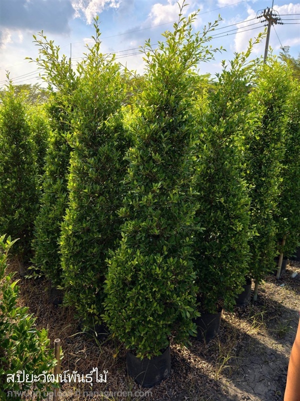 ต้นไทรเกาหลี ถุง10นิ้ว สูง2เมตร | สวนปิยะวัฒน์พันธ์ไม้ - องครักษ์ นครนายก