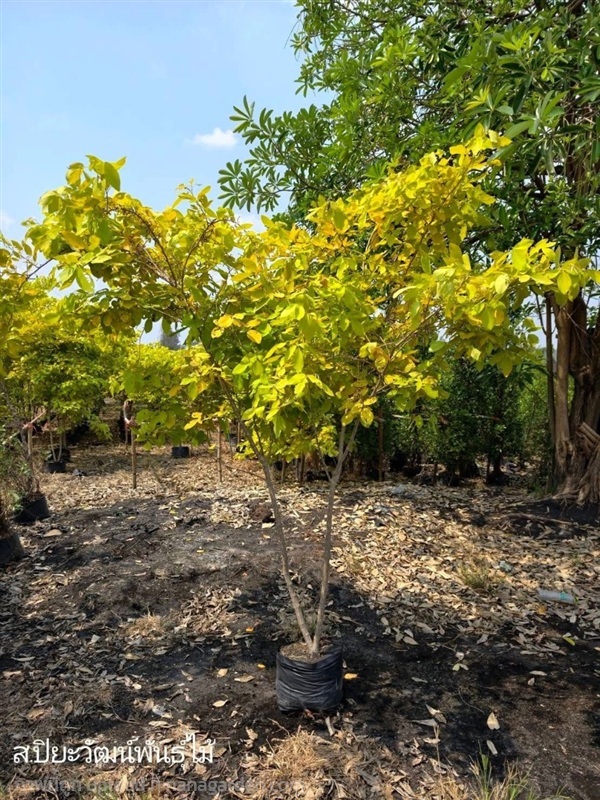 ต้นทองนพเก้า สูง 2 เมตรกว่าๆ สวนปิยะวัฒน์พันธุ์ไม้ | สวนปิยะวัฒน์พันธ์ไม้ - องครักษ์ นครนายก