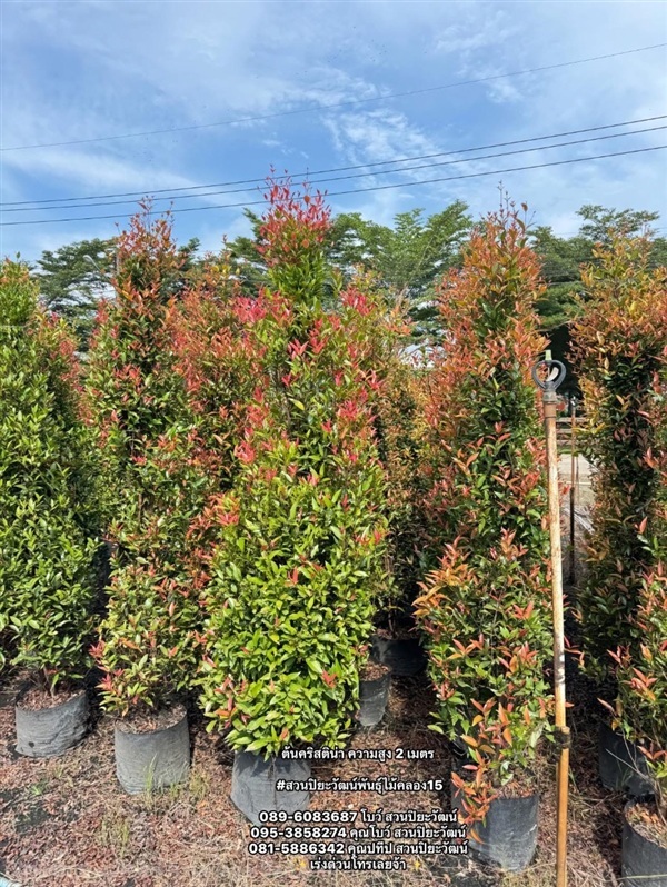 ต้นคริสติน่า ความสูง 2 เมตร ถุง 10 นิ้ว | สวนปิยะวัฒน์พันธ์ไม้ - องครักษ์ นครนายก