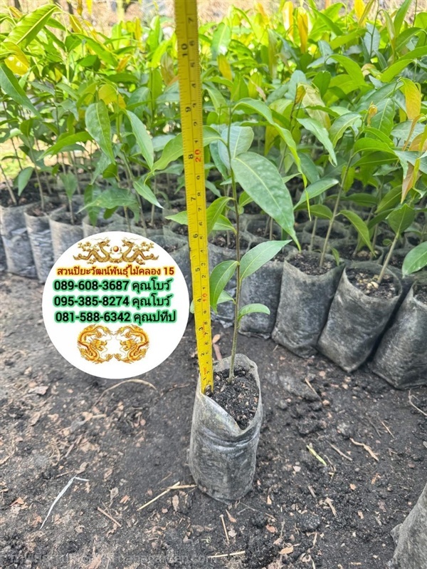  ต้นอโศกอินเดีย อโศกอินเดีย ต้นอโศก สูง20ซม.  | สวนปิยะวัฒน์พันธ์ไม้ - องครักษ์ นครนายก
