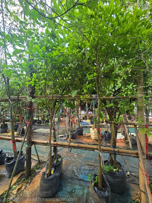 มะตูม2" | สวนป้านิตย์ ปราจีนบุรี - เมืองปราจีนบุรี ปราจีนบุรี