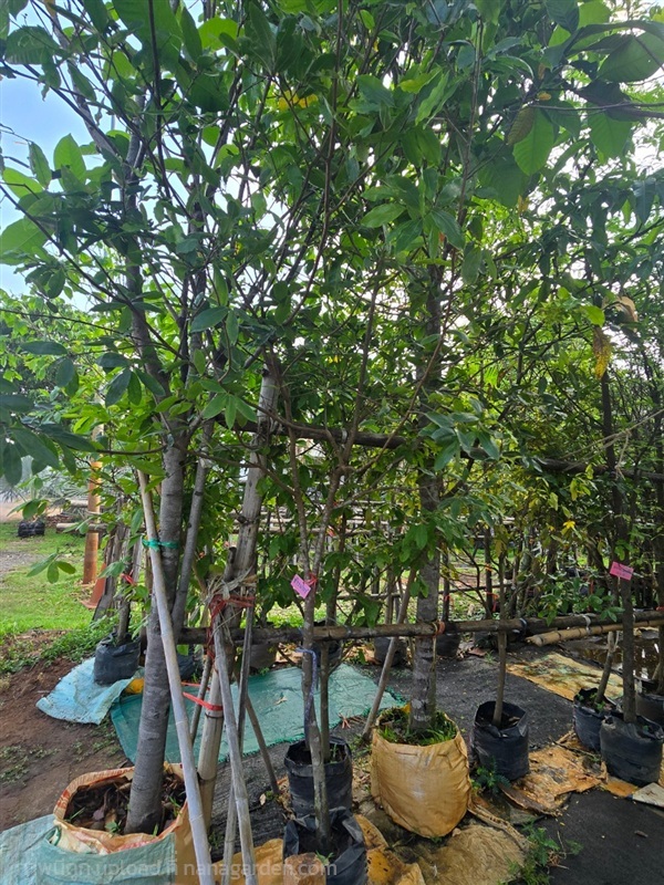 ช้างน้าว2" | สวนป้านิตย์ ปราจีนบุรี - เมืองปราจีนบุรี ปราจีนบุรี