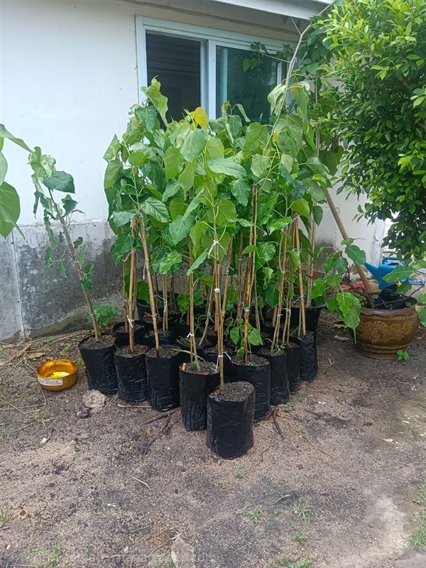 ต้นกล้าโพธิ์ไซต์สูงฯ | สมบูรณ์จัดหาพันธ์ไม้ - หนองเสือ ปทุมธานี