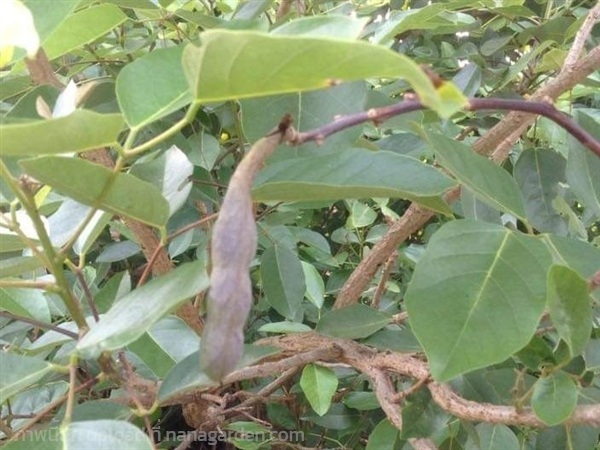 เมล็ดพันธุ์ ทองหลาง ทองหลางน้ำ ทองหลางกินใบ   | เจซีฟาร์ม - เวียงชัย เชียงราย