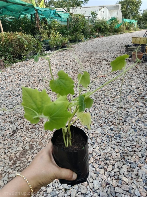 ต้นพันธุ์  มะระจีน  พร้อมปลูก ถุงดำ 30บาท  มะระจีน | เจซีฟาร์ม - เวียงชัย เชียงราย