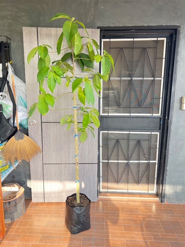 ต้นยวนผึ้ง | สมบูรณ์จัดหาพันธ์ไม้ - หนองเสือ ปทุมธานี