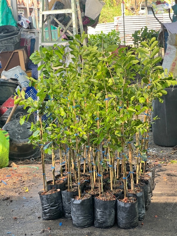 ต้นตะโกนา | สมบูรณ์จัดหาพันธ์ไม้ - หนองเสือ ปทุมธานี